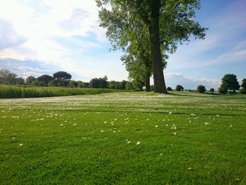 Trees on grassy field