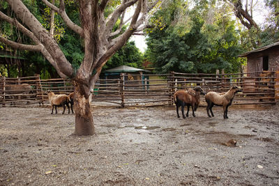 Horses in a field