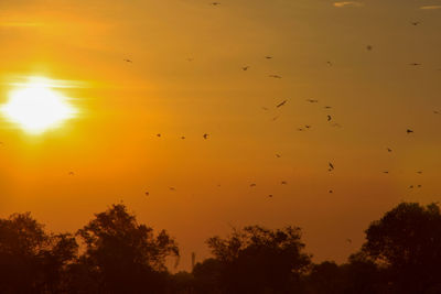 Silhouette birds flying against orange sky