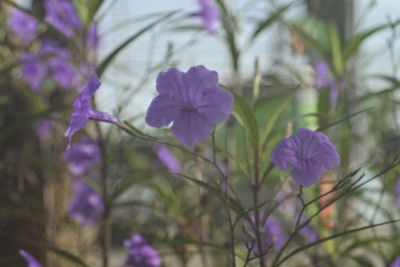 Close-up of purple flowering plants