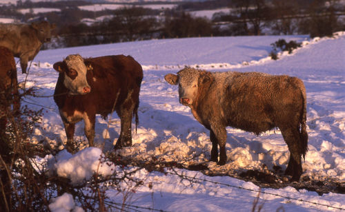 Sheep standing on snow field during winter