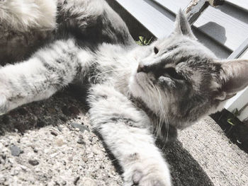 Close-up of cat sleeping