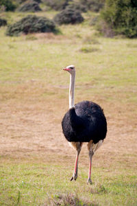 Black swan walking on field