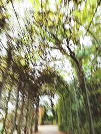 Low angle view of trees against sky