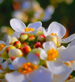 Close-up of wet white flowering plant