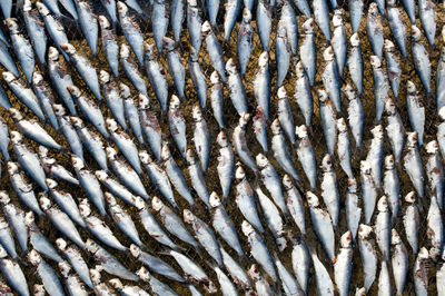 Full frame shot of fish underwater