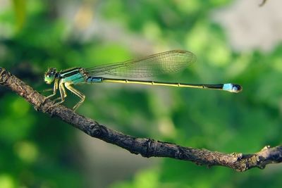 Close-up of dragonfly on twig