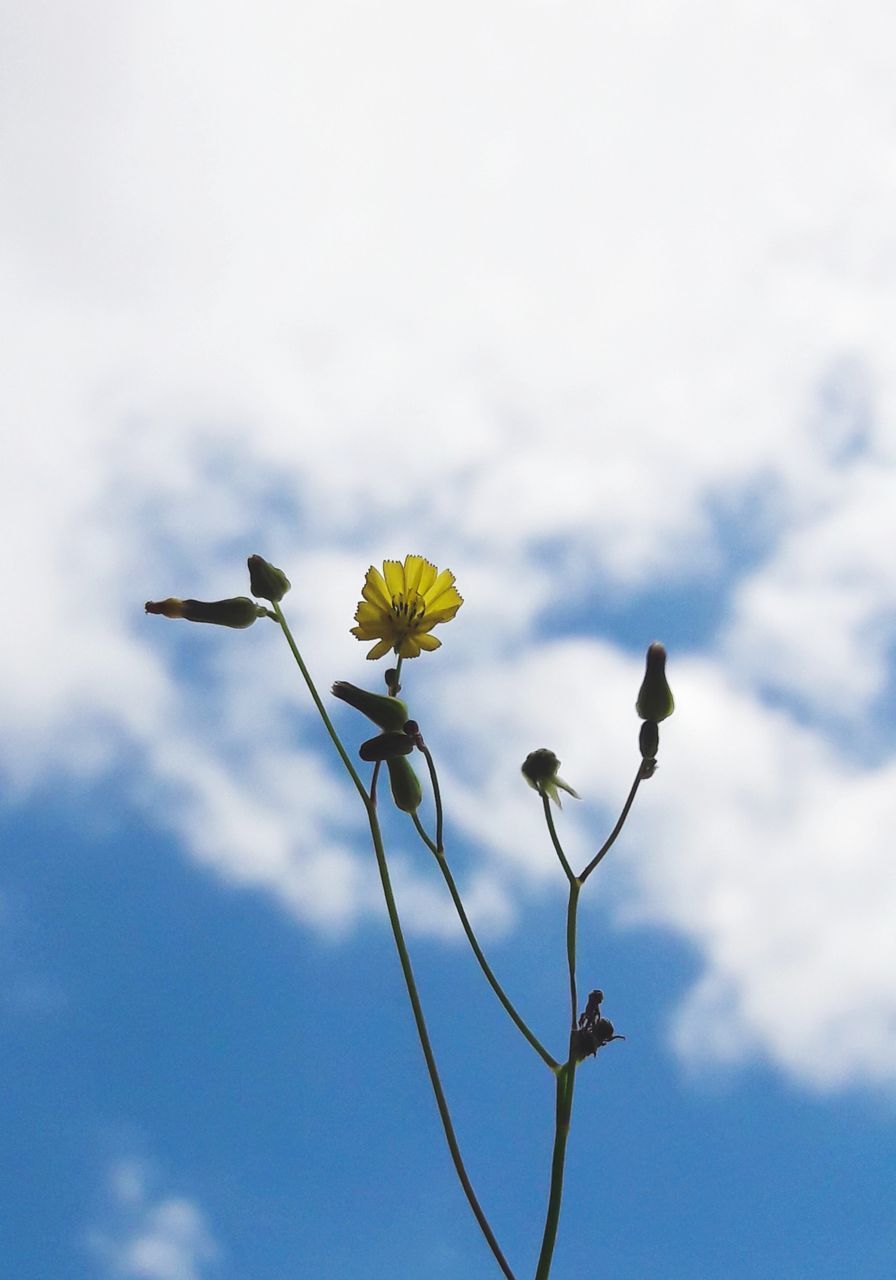 LOW ANGLE VIEW OF WHITE FLOWERING PLANT