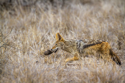 Jackal walking amidst plants