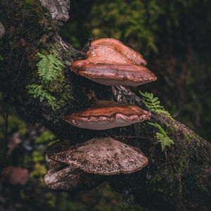 Close-up of mushroom growing in forest