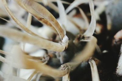 Close up of plant against blurred background