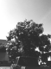 Low angle view of trees
