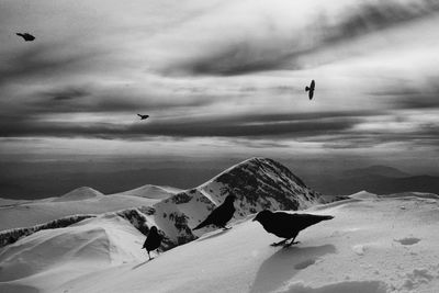 Birds flying over snow covered landscape