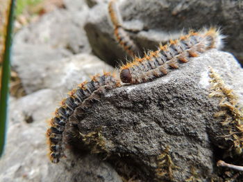 Close-up of insect