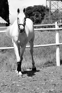 Portrait of horse standing on field