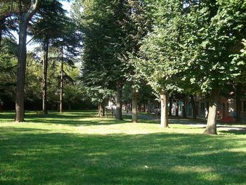 Trees in park
