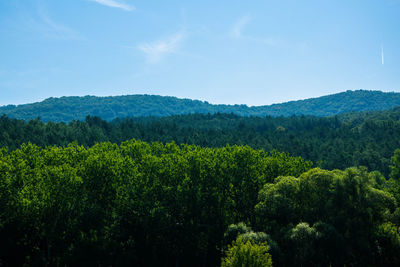Scenic view of forest against sky