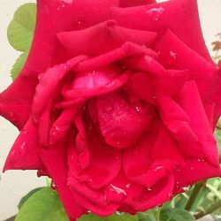 Close-up of red rose