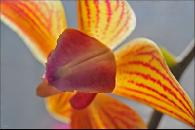 Close-up of orange flower