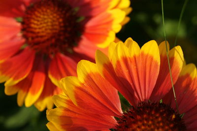 Close-up of coneflower blooming outdoors