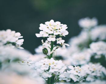 Close-up of white flowering plant on field