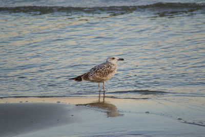 Seagull perching on a beach