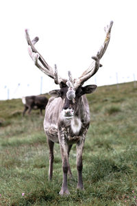 Deer standing on field