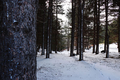 Trees on snow covered land