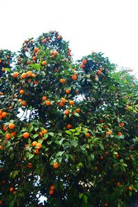 Low angle view of orange tree against clear sky