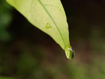 Close-up of raindrops on leaf