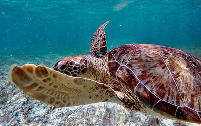 Close-up side view of turtle underwater