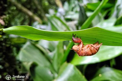 Close-up of insect on leaf