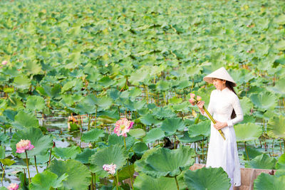 Vietnamese woman picking lotus flowers on a wooden boat