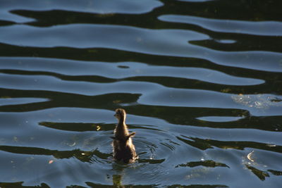 Swan swimming in lake