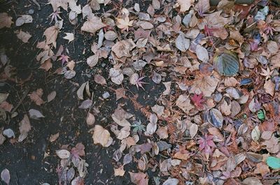 Full frame shot of dry autumn leaves