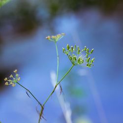 Close-up of flowering plant against blue sky