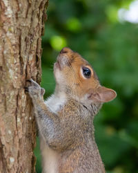 Grey squirrel on treetrunk looking upwards