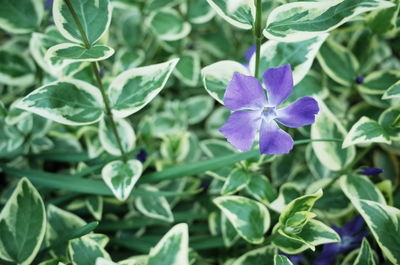 Close-up of purple flowers blooming in garden