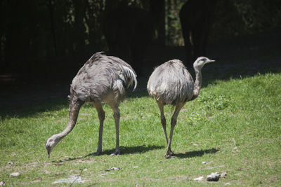 Birds foraging on field