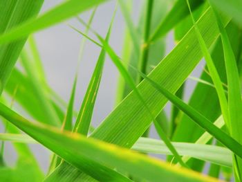 Close-up of fresh green grass