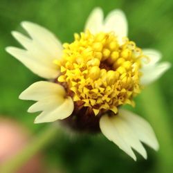 Close-up of white flower