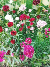 Close-up of red flowers