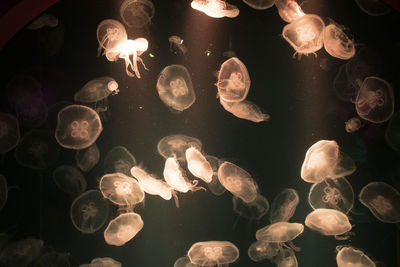 Jellyfish swimming in sealife aquarium