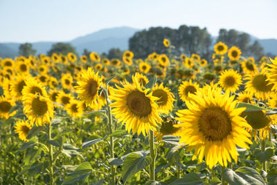 Field of sunflowers in the countryside of anagni in the province of frosinone