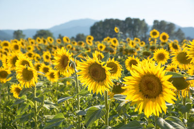 Close-up of sunflowers on field