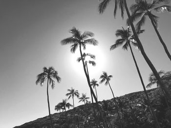 Low angle view of palm trees against clear sky