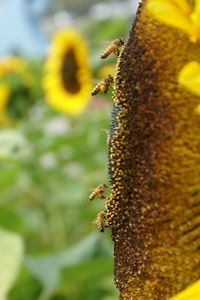 Close up of yellow flower