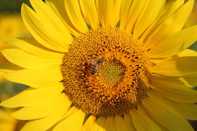 Close-up of sunflower