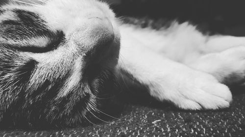 Close-up of dog sleeping