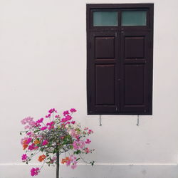 Pink flowers on window of house